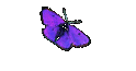 Portrait  Nicola